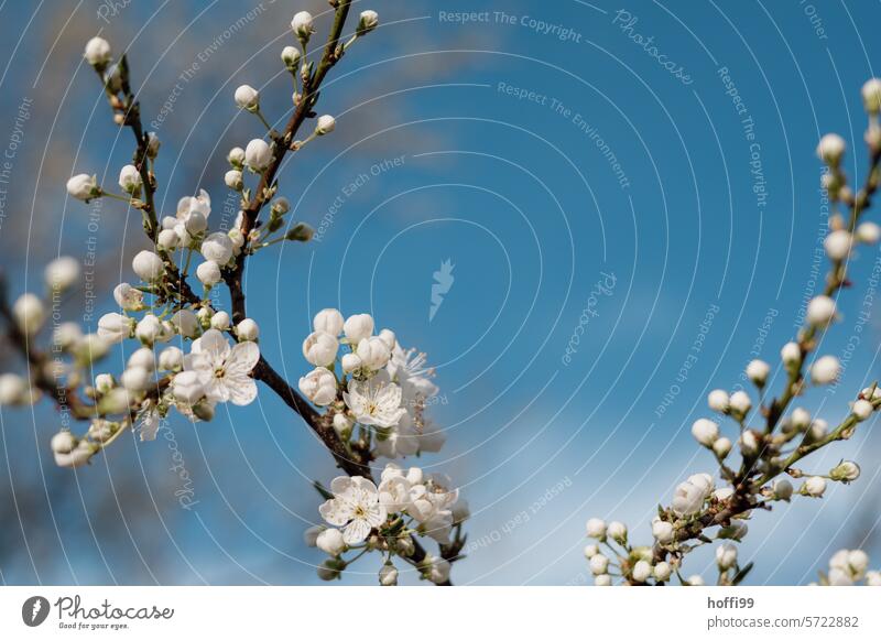Nahaufnahme von weiße Obstblüten vor blauem Himmel Frühling Blütenknospen blutenblätter weiße blüten Blütenblätter blühen Unschärfe zarte Blüten Frühlingstag