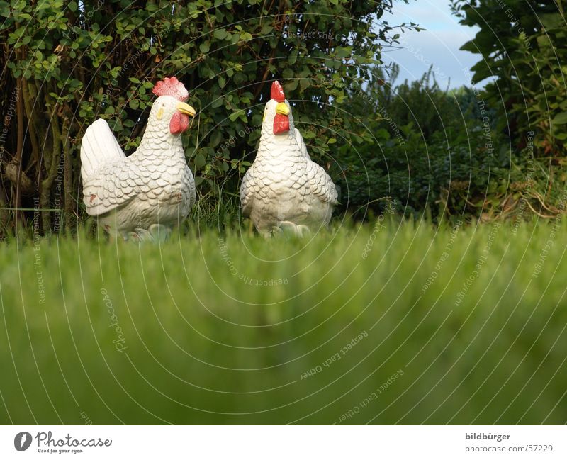 zwei über vogelgrippe diskutierende freilandhühner Haushuhn luftig Stillleben Lifestyle Gartenzwerge eng Zufriedenheit Vogel Federvieh Keramik 2 Geflügelfarm