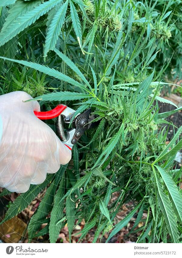 Erntezeit in der Grasplantage Marihuana kiffen Bud Legalisierung Eingenanbau