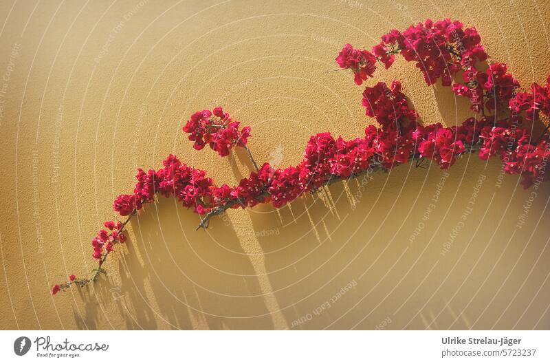 Bougainvillea | Zweig in Rot vor gelber Wand mit Schatten Drillingsblume Gewächs Pflanze Mittelmeerraum Blüte Wunderblumengewächs Blüten blühend rot Hauswand