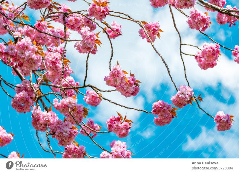 Schöne rosa Sakura Blumen, Kirschblüte während des Frühlings gegen blauen Himmel Kirsche Überstrahlung Garten natürlich Blüte im Freien Japanisch Blütezeit