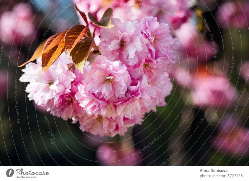 Schöne rosa Sakura Blumen, Kirschblüte während des Frühlings gegen blauen Himmel Kirsche Überstrahlung Garten natürlich Blüte im Freien Japanisch Blütezeit
