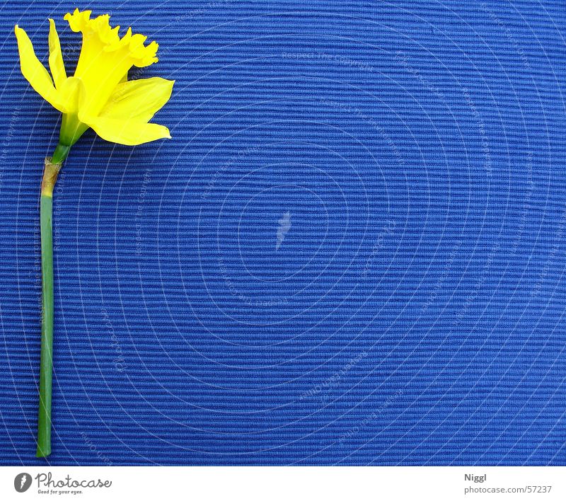 kelp.plau Blume Pflanze Gelbe Narzisse gelb blau Farbe mehrfarbig Kontrast niggl