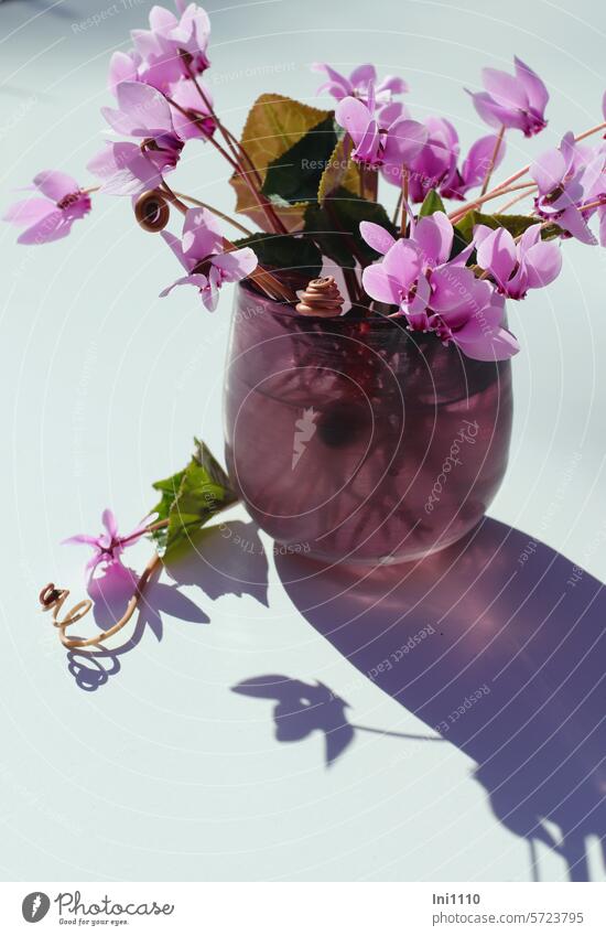 Sträußchen aus dem eigenen Garten Gartentisch Schattenwurf Gefäß Licht und Schatten Glas lila Silhouette Alpenveilchen Cyclamen Sorten Herbstalpenveilchen