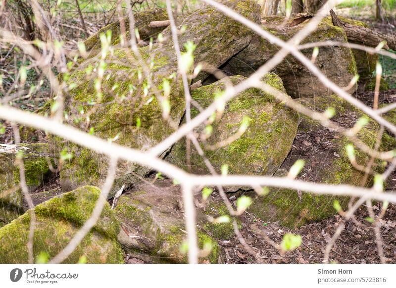 Steinhaufen hinter austreibenden Ästen im Frühling Steine Triebe Knospen Frühlingsgefühle Wachstum Zweige Unschärfe Zweige u. Äste Waldboden Verästelung