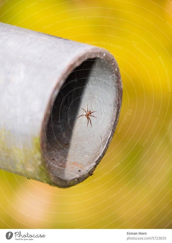 Spinne in einem Eisenrohr Rohr Schatten Versteck Falle hohl Tunnel Spinnennetz Detailaufnahme Spinnentier krabbeln gruselig Phobie Arachnophobie