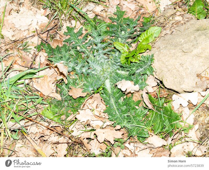 Pflanzen in einem Schutthaufen grün Löwenzahn steinig Natur Artefakt Aufbruch Hoffnung wuchern Wachstum Brachland Hoffnungsschimmer