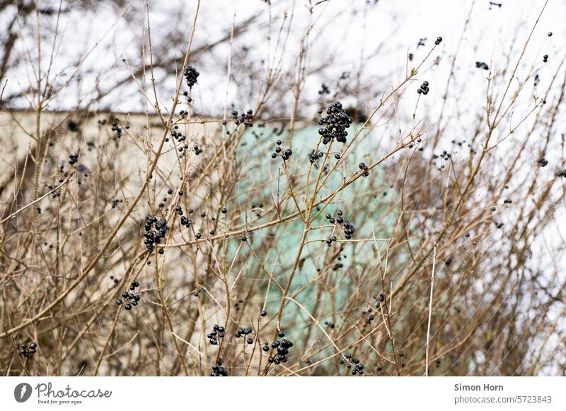 schwarze Beeren an einem kahlen Strauch blattlos Garten Entwicklung Pflanze Natur Frucht