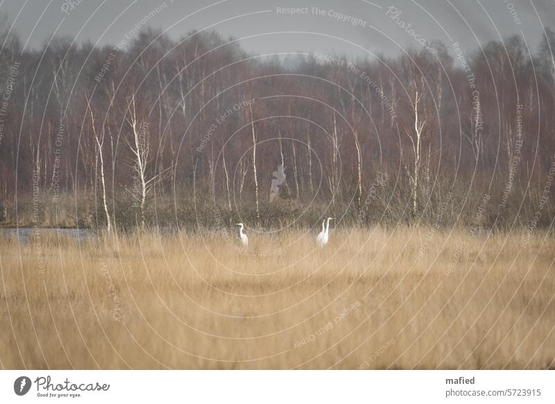 Silberreiher stehen im Schilf an einem Moorsee Torf Torfabbau Natur Landschaft Sumpf Menschenleer Renaturierung Wiedervernässung Birken Heidekraut Gras Farbfoto