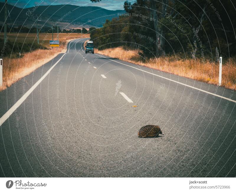 Vorsicht! Ein kleines Tier überquert die Straße Echidna Asphalt Wildtier Fahrbahnmarkierung authentisch Verkehrswege PKW Tasmanien Australien Überfahrt