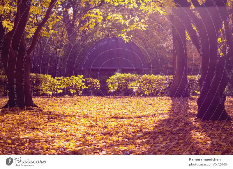 Herbstlicht Natur Sonne Baum Blatt Park ästhetisch Stimmung ruhig Idylle Umwelt Farbfoto Außenaufnahme Menschenleer Sonnenlicht