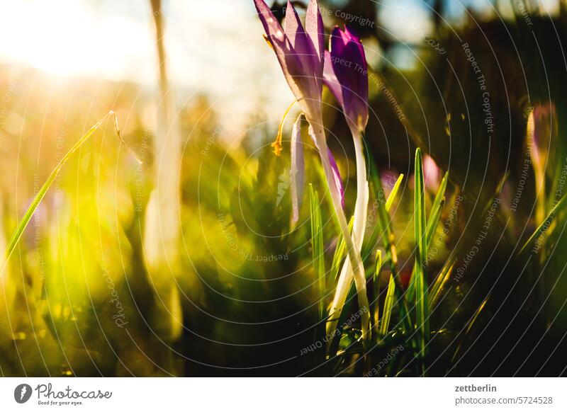 Krokusse und Gras wiese tiefenschärfe textfreiraum strauch sonne schrebergarten saison ruhe pflanze natur menschenleer krokus korbblütler knospe