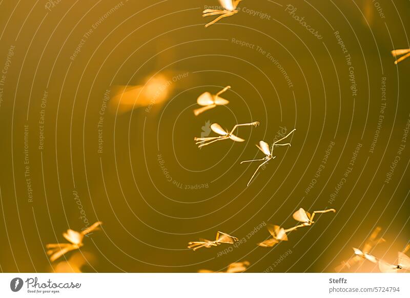 der Tanz der Wintermücken Mückentanz Mückenschwarm Insekten Insektenschwarm Schwarm Silhouetten Gegenlicht Sonnenlicht Leichtigkeit leicht Flügel Flügelschlag