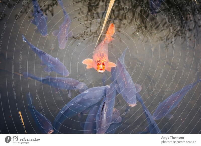 Ein orangefarbener Koikarpfen schaut aus dem Wasser umringt von dunklen Kois Orange Teich Spiegelung Reflexion & Spiegelung Fisch Karpfen Koi-Karpfen