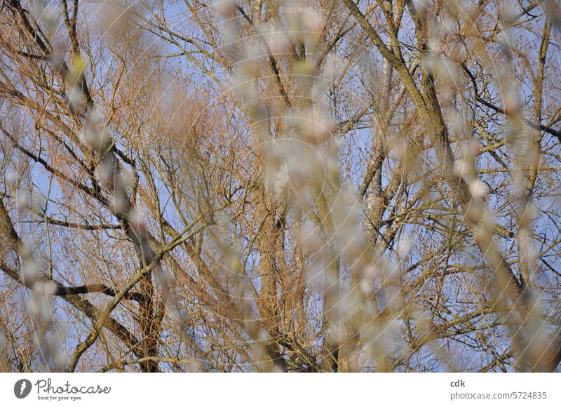 Große, mächtige Pappeln im Park, fotografiert durch graue, vereinzelt gelb aufblühende Weidenkätzchen Bäume gross stark alt gewachsen Baumart Natur Pflanze