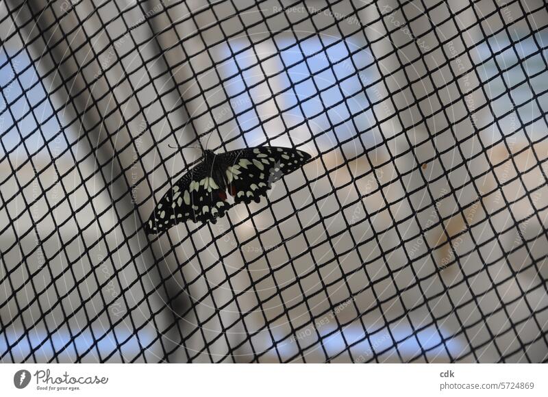 Was bedeutet mir Freiheit? Schmetterling Netz Gefangenschaft gefangen Zaun Grenze Schutz Angst Gefängnis Sicherheit zart verletzlich Leben Fenster Himmel