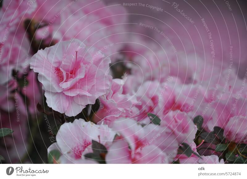Blütezeit | ein Blütenmeer in rosa | Rhododendron-Blüten, dicht an dicht. blühend Pflanze Blühend natürlich Natur zart Blumen schön Farbe rosarot pink Sommer