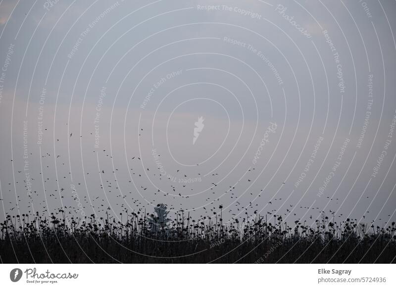 Vogelschwarm über einem vertrockneten Sonnenblumenfeld fliegen Schwarm Außenaufnahme Tiergruppe vertrocknete Pflanzen Freiheit Wildtier Vögel Bewegung