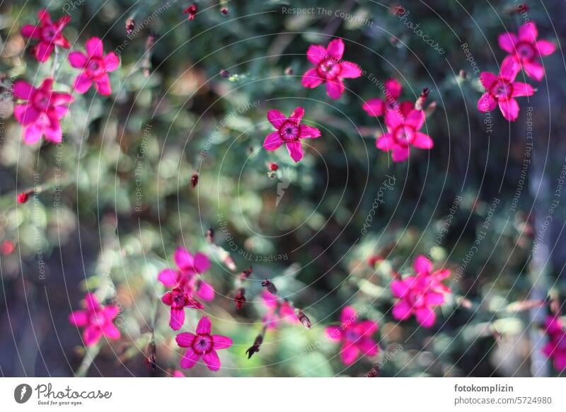 pinkfarbene kleine Blüten Blumen Pflanze rosa Blühend Natur zart Sukkulente blühen magenta fröhlich Polster-Flammenblume Staude Stauden Blümchen Polsterphlox