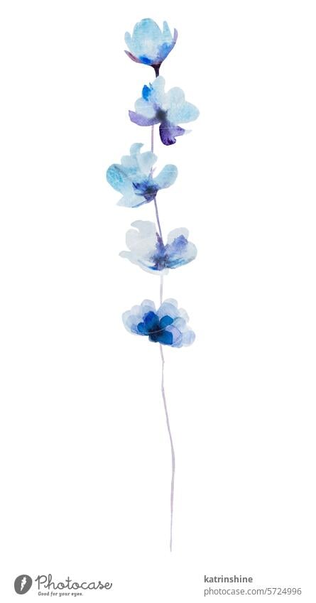 Aquarell hellblau Wildblumen isoliert Illustration, florale Hochzeit und Gruß Element Geburtstag botanisch Dekoration & Verzierung Zeichnung Garten