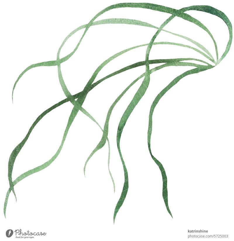 Aquarell dünne kleine grüne Grasblätter isoliert Illustration, botanische Hochzeit Element Geburtstag Dekoration & Verzierung Zeichnung Garten handgezeichnet