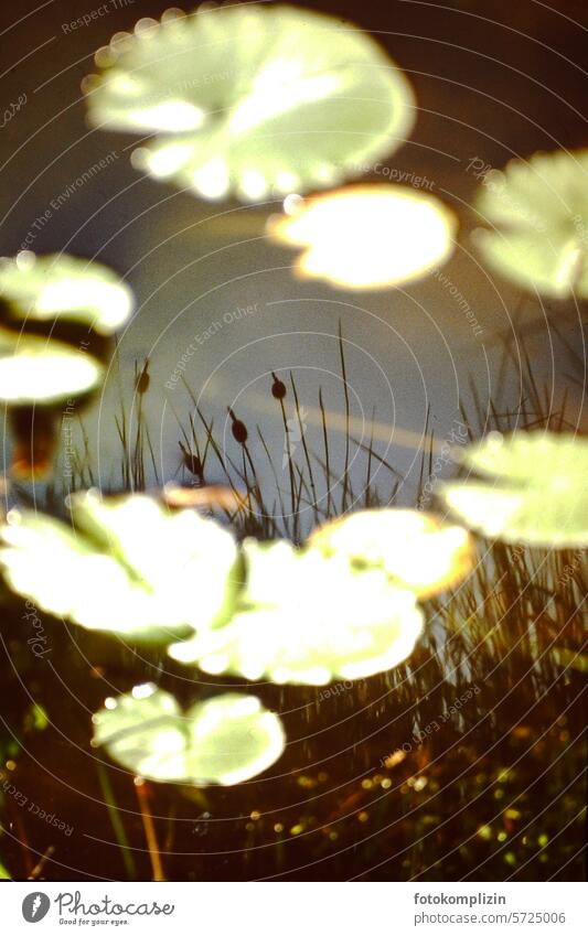 Spiegelbild im Teich mit Seerosenblättern Wasseroberfläche Spiegelung Gras Wasserpflanze sehen Gartenteich Himmel ruhig spiegeln traumhaft Teichoberfläche