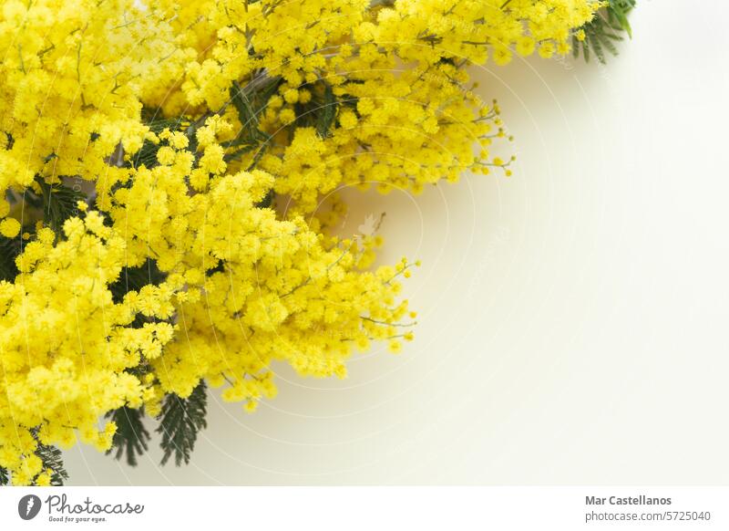 Akazie dealbata. Gelbe Mimosenblüten auf gelbem Hintergrund. Platz zum Kopieren. Blumenstrauß Blüte Natur Frühling Pflanze geblümt hell Saison Tag Flora