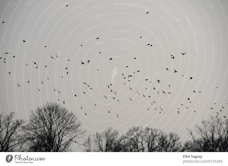 Vogelschwarm in emsiger Bewegung  am Himmel fliegen Freiheit Natur Wildtier Außenaufnahme Vogelflug Tiergruppe Zugvogel Vogelzug frei Umwelt