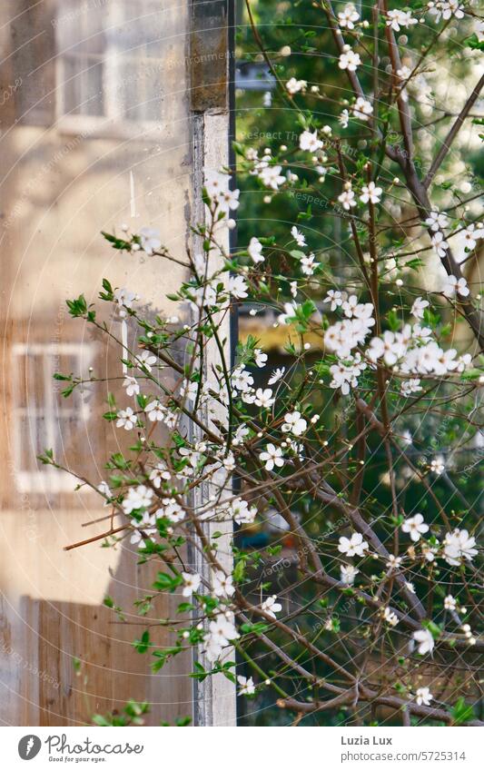 Frühlingsblüte vor einer Fensterscheibe mit Spiegelungen hell Ast Fassade Licht schön Blühend Zweig Frühlingsgefühle Zweige u. Äste Wachstum blühend Blüte Natur
