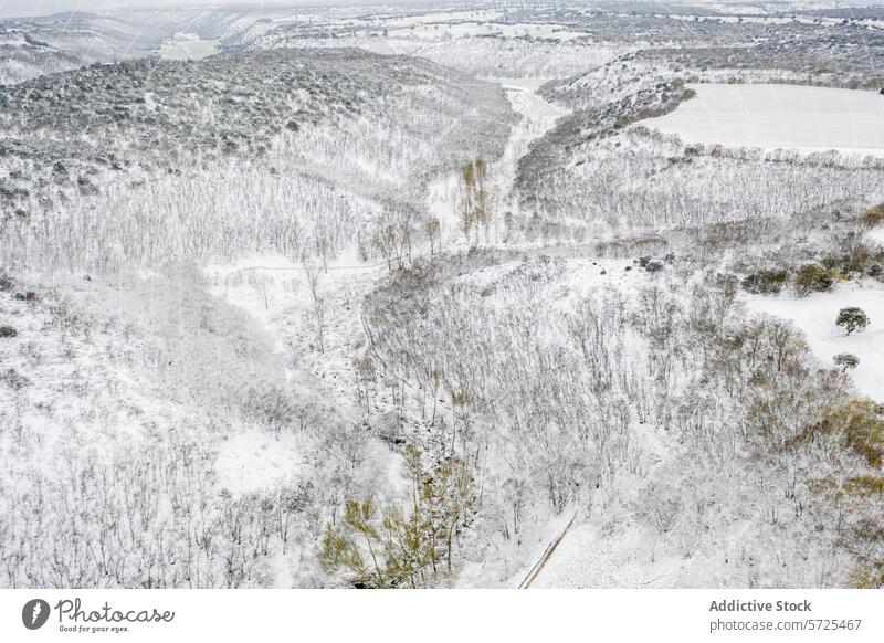 Die Luftaufnahme fängt die ruhige Schönheit eines in Neuschnee gehüllten Eichenwaldes ein, in dem sich ein Weg durch die winterliche Landschaft schlängelt