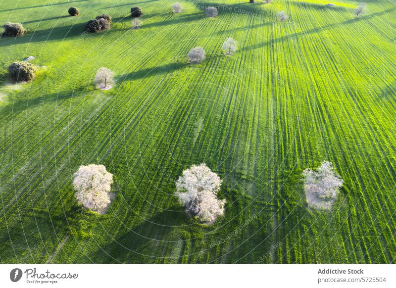 Luftaufnahme von üppig grünem Ackerland mit Bäumen Antenne Ansicht Baum Schutzdach kultiviert Feld Ackerbau Landschaft Muster Natur pulsierend rund Top ländlich