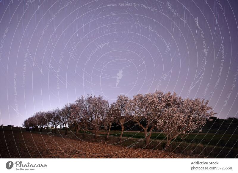 Sternspuren über blühenden Mandelbäumen in der Dämmerung Sternenpfad Nachthimmel Langzeitbelichtung Mandelbaum Blüte Astrofotografie kreisrund Gelassenheit