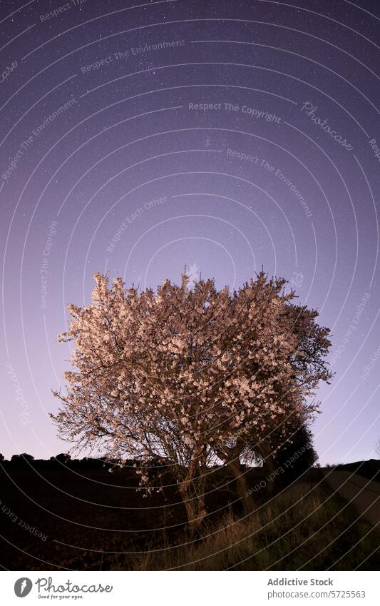 Sternenklarer Nachthimmel über einem blühenden Mandelbaum Himmel Baum Blüte Blütezeit Natur Abenddämmerung ruhig Gelassenheit Harmonie im Freien Astrofotografie