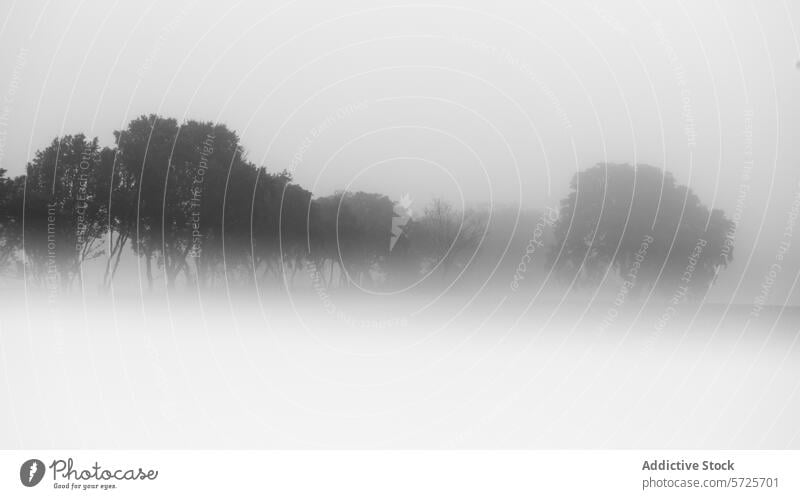 Stille Szene mit nebelumhüllten Bäumen schwarz auf weiß Nebel Baum Gelassenheit Windstille ätherisch Ruhe Natur Landschaft im Freien Silhouette Dämmerung