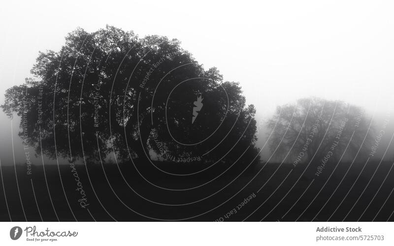 Ruhige Bäume in nebliger Landschaft, schwarz-weiß Foto Baum Nebel Gelassenheit schwarz auf weiß Natur unheimlich ruhig Silhouette Monochrom dichter Nebel