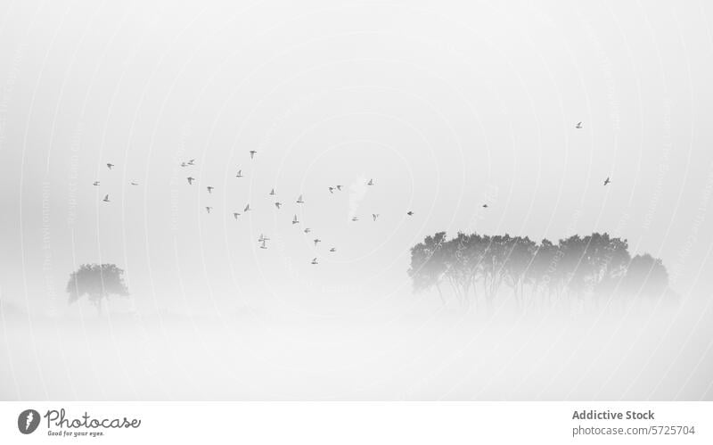 Vögel schwärmen über nebligen Bäumen in einer ruhigen Szene Vogel Baum Nebel Silhouette Flug Natur Gelassenheit Landschaft Ruhe Tierwelt Monochrom Windstille