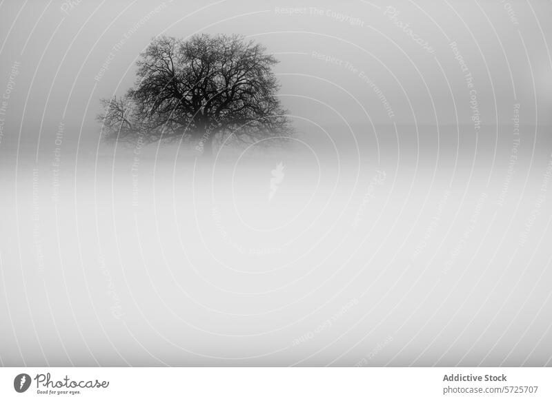 Einsamer Baum in einer heiteren und nebligen monochromen Szene Nebel Monochrom Gelassenheit geheimnisvoll Landschaft Atmosphäre Einsamkeit Natur Windstille