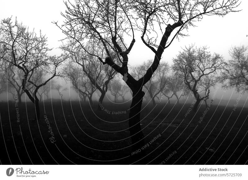 Neblige Silhouetten von Bäumen in einer monochromen Landschaft Baum Nebel schwarz weiß Monochrom unheimlich geheimnisvoll Atmosphäre unvergesslich Natur