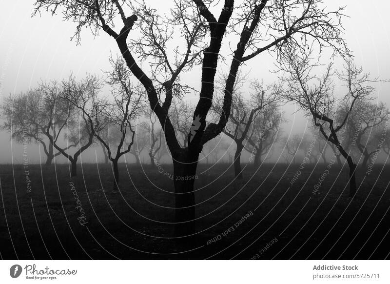 Mysteriöser nebliger Obstgarten in Schwarz-Weiß-Tönen geheimnisvoll Silhouette unverhüllt Baum Nebel Monochrom Landschaft Einsamkeit Ruhe schwarz auf weiß Natur