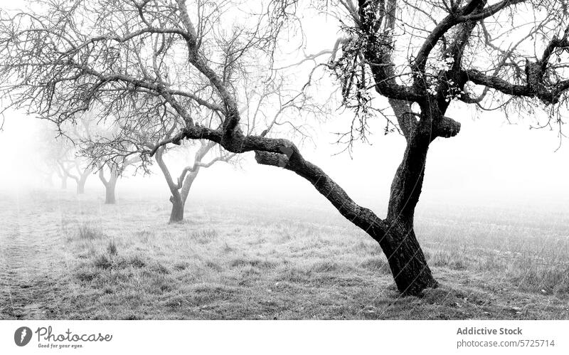 Nebliger Obstgarten mit kahlen Bäumen an einem trüben Tag Baum Nebel schwarz auf weiß atmosphärisch Natur Einsamkeit Mysterium unfruchtbar laublos Tristesse