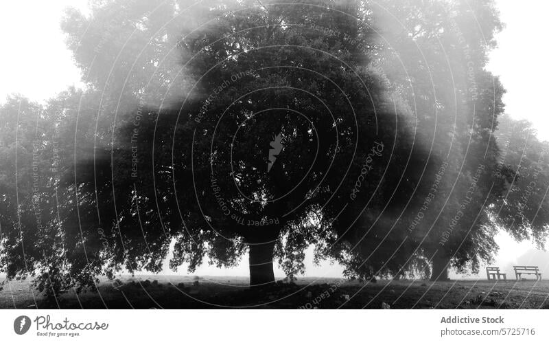 Neblige monochrome Landschaft mit einem einsamen Baum Nebel Bank schwarz auf weiß Monochrom einsiedlerisch Natur Atmosphäre Gelassenheit geheimnisvoll im Freien