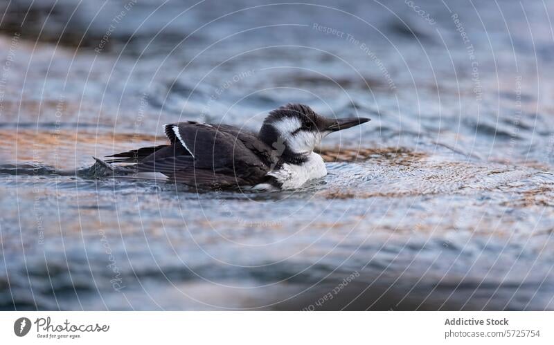Der junge Guillimot schwimmt auf einer sanften Flussströmung Lumme jugendlich Vogel Wasser aktuell kräuselt fliegend ruhen Lebensraum Verhalten Gefieder