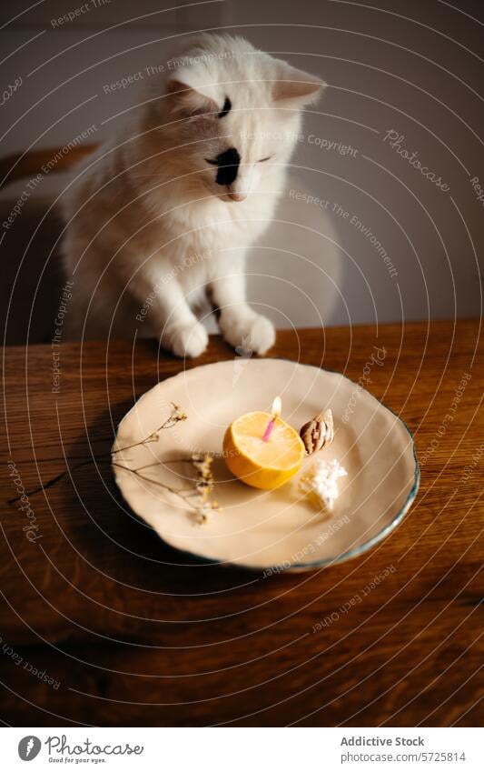 Neugierige weiße Katze, die eine Kerze auf einem Teller beobachtet schwarzer Fleck Zitrone Keramik gemütlich neugierig Atmosphäre Tier Haustier katzenhaft