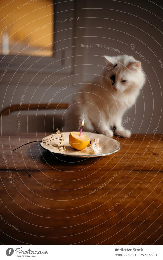 Neugierige Katze, die eine Geburtstagskerze in einer Zitrone beobachtet Kerze Teller Trockenblumen fluffig weiß Feier heimwärts Holztisch im Innenbereich