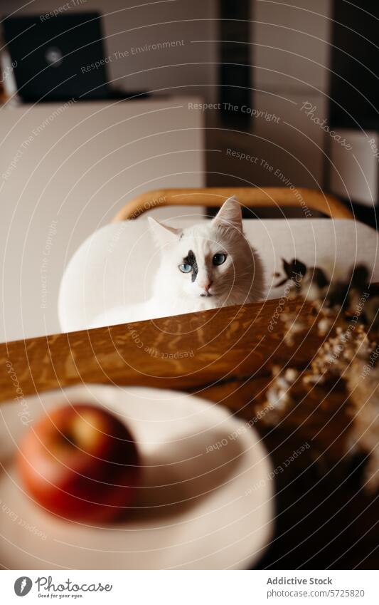 Weiße Katze mit auffälligen Augen, die in einem Büro zu Hause sitzt weiß blaue Augen heimwärts gemütlich Tisch hölzern Laptop im Innenbereich Apfel Haustier