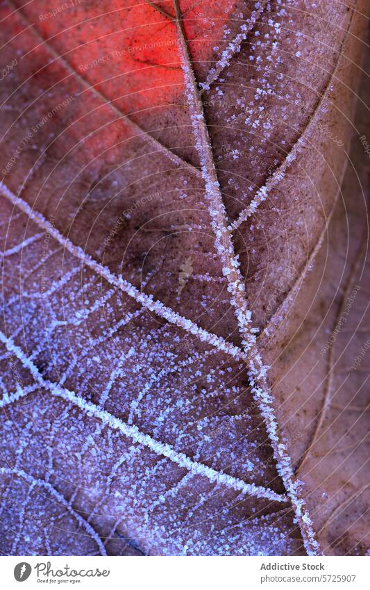 Frostkristalle auf bunter Bananenblattstruktur gewöhnliches Bananenblatt Kristalle Herbst Blatt Textur Nahaufnahme Natur Schönheit fallen Muster kompliziert