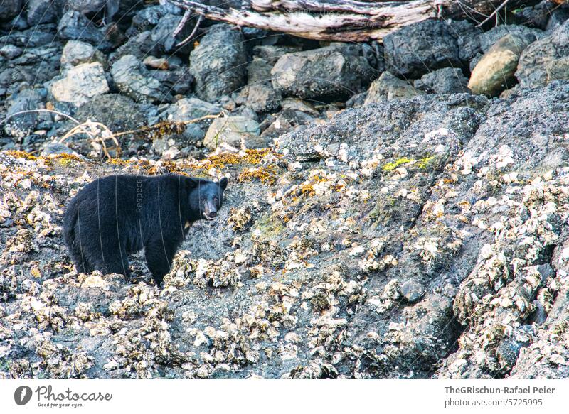 Bär am Strand ist auf Futtersuche Braunbär Schwarzbär Steine Tier Wildtier Natur Tierporträt Farbfoto wild Säugetier Bucht