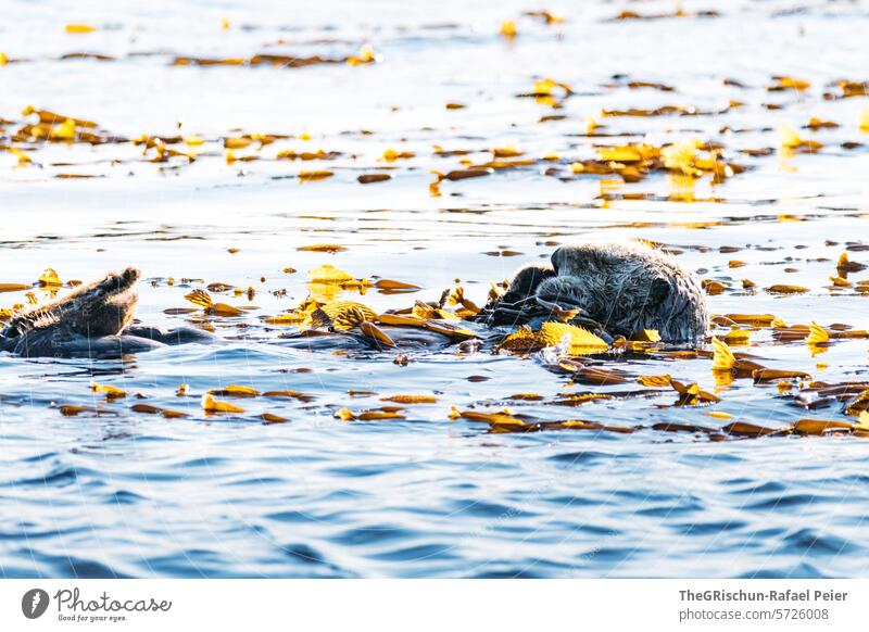 Seeotter gönnt sich ein Power-Nap im Meer Otter seeotter Wasser Wellen Tier MEER Natur Wildtier Meeresfrüchte Tierporträt Fell niedlich schlafen Außenaufnahme