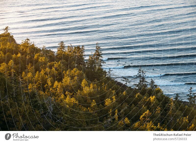 Wald wird von der Sonne erleuchtet Surfer tummeln sich im Wasser wild verwachsen cox bay Vancouver Island Bäume Baum meer Gischt Wellen Kanada British Columbia
