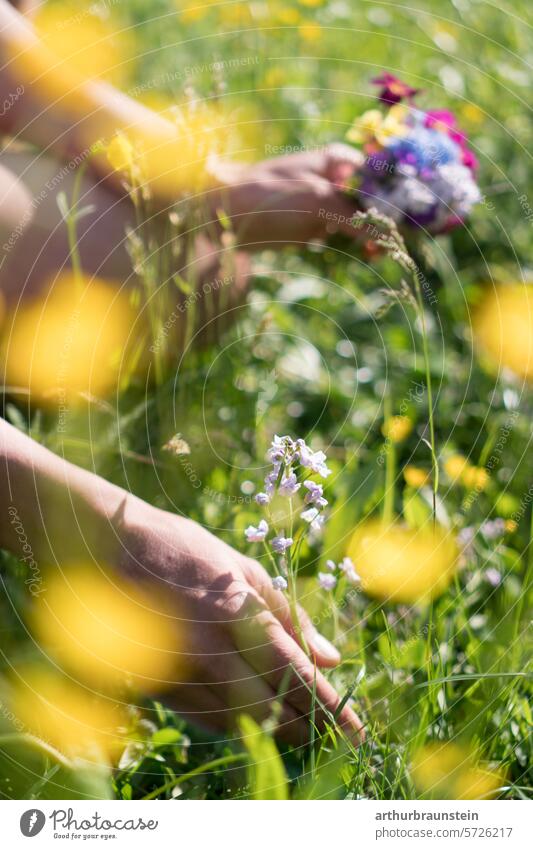 Junge Frau pflückt mit der Hand Wiesenblumen im eigenen Garten im Frühling Frühlingsgefühle Frühlingsblume Frühlingserwachen Frühlingsblumen Wiesenpflanzen